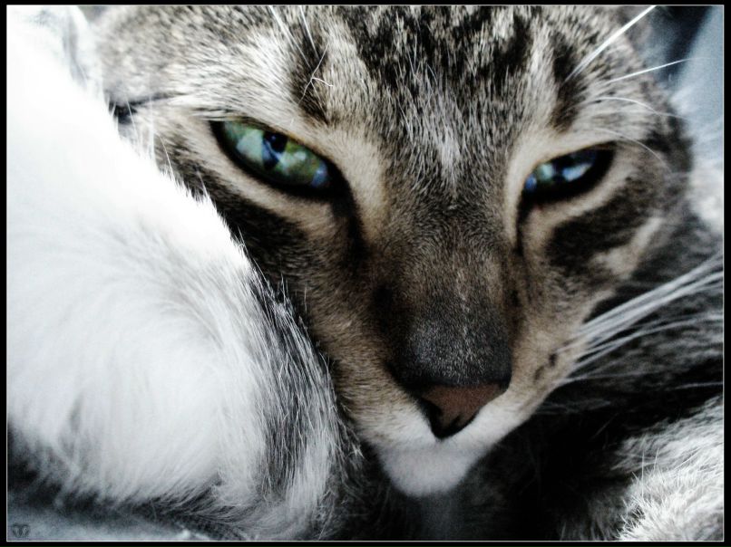 Максим Артемьев | Красные Четаи