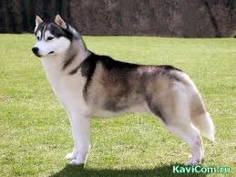 Евгений Воронов | Нижний Тагил