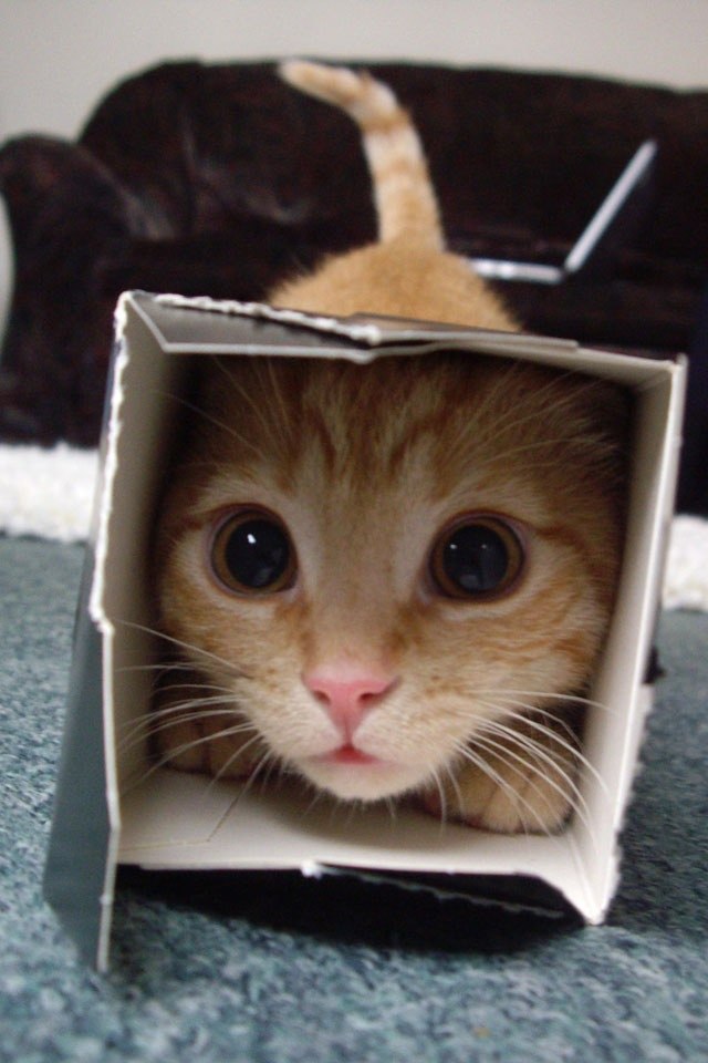 Анна Олексюк | Киев