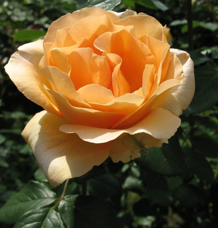 Владимир Зайцев | 