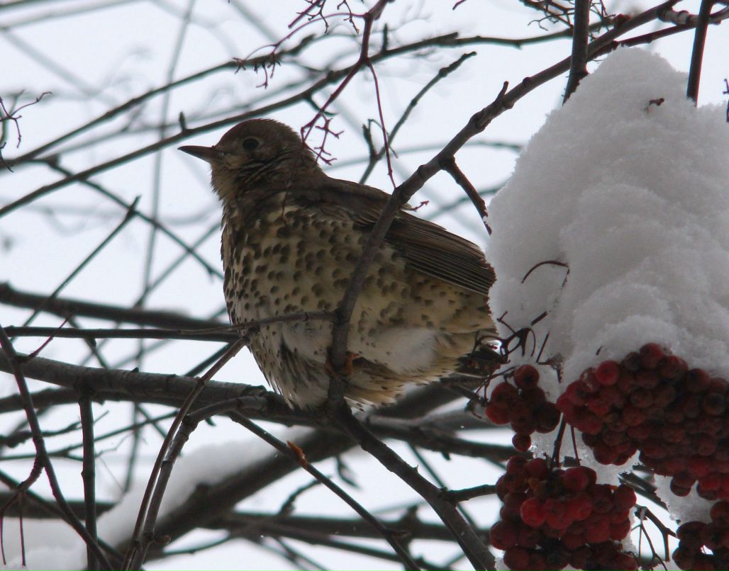 Ася Шторм | Санкт-Петербург