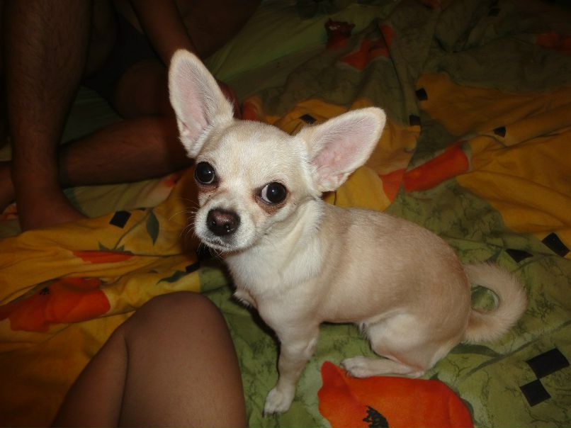 Анечка Корнеева | 