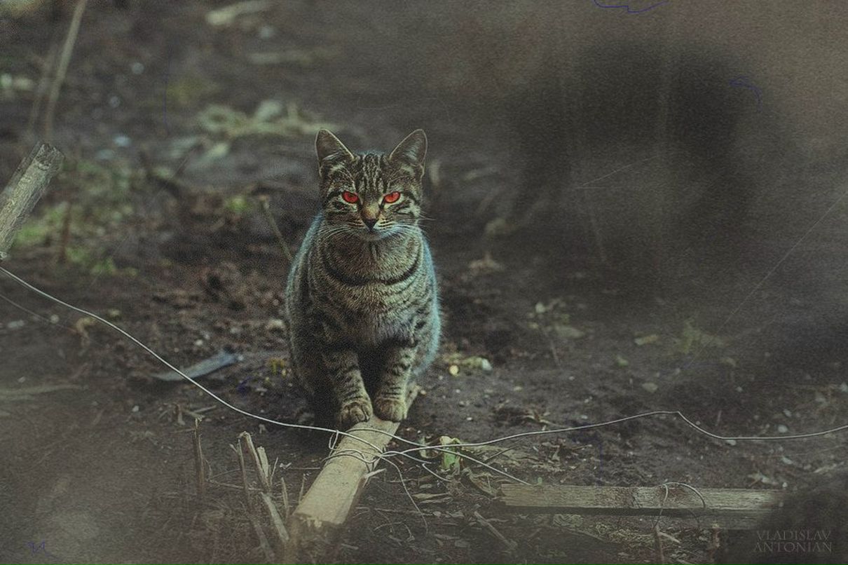 Анна Василькова | 