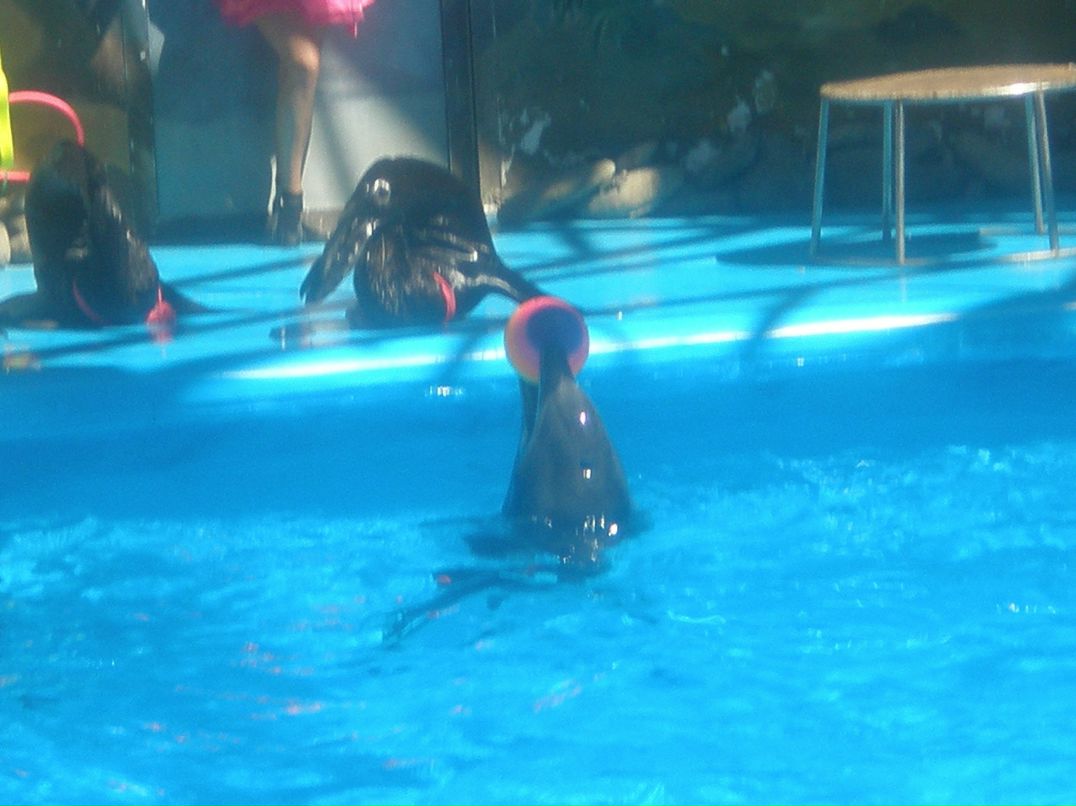 Дарія Завгородня | Козин