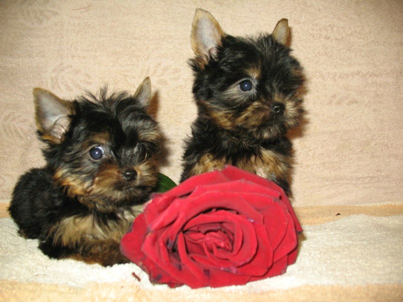 Надежда Прудникова | Подольск