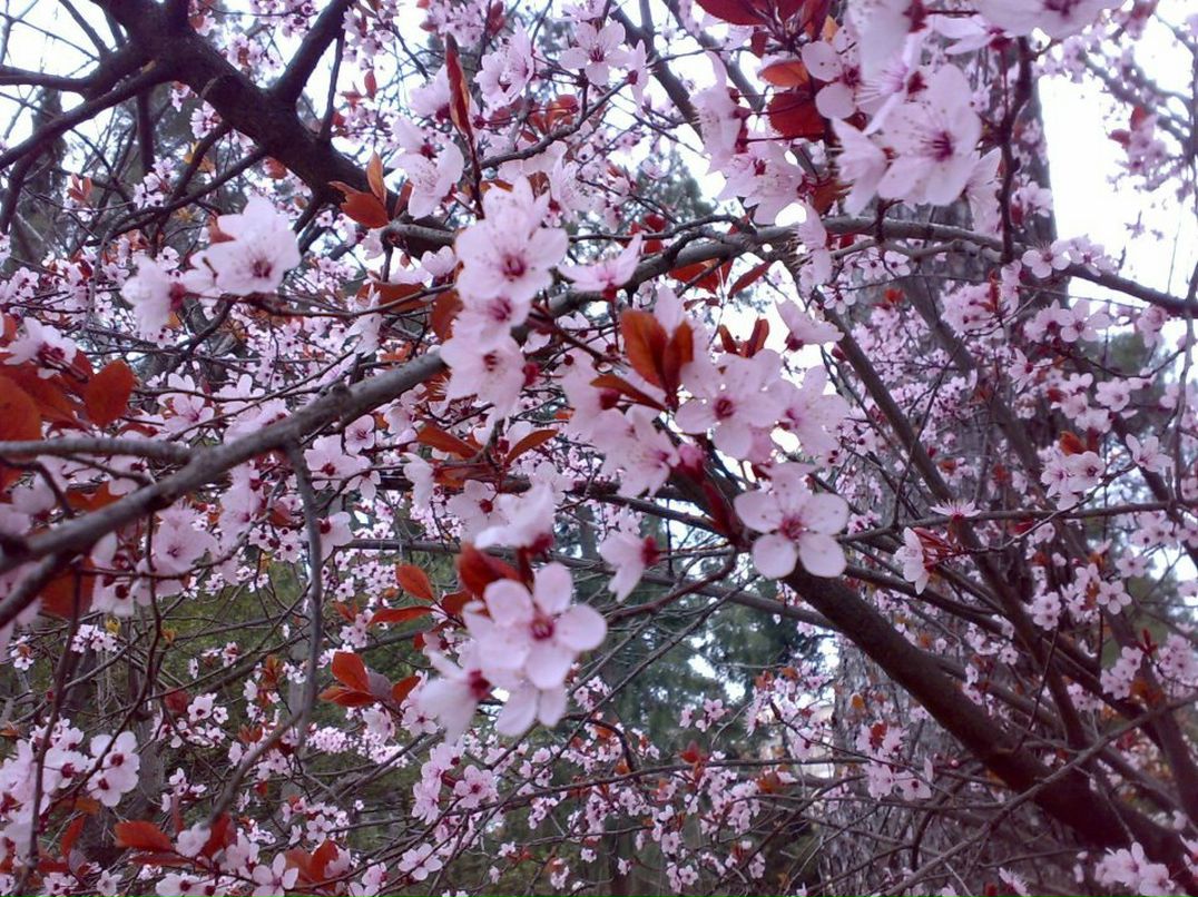 Алексей Солодухин | Брянск