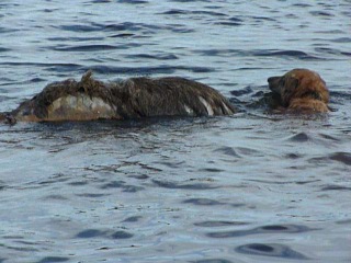 Кабан на море