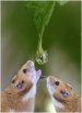 Хомяк Хомковский фотография #50 (источник - https://vk.com/id16585668)
