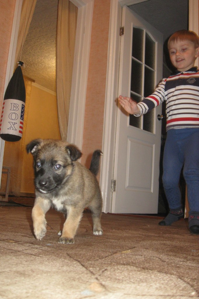 Владимир Гапоненко | Доброслав / Коминтерновское