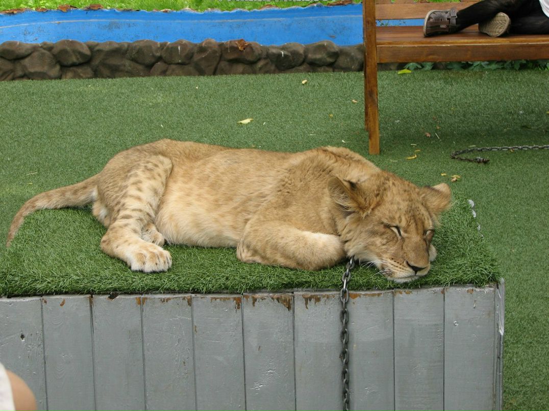 Николай Зырянов | Екатеринбург