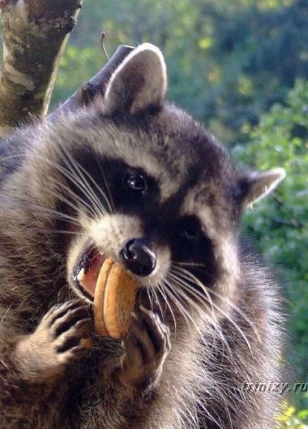 Светлана Владимирова | 