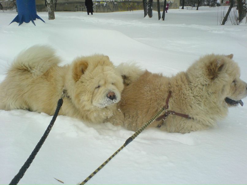 Мария Яковенко | 