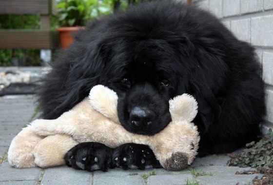 Наталия Шепеленко | Киев