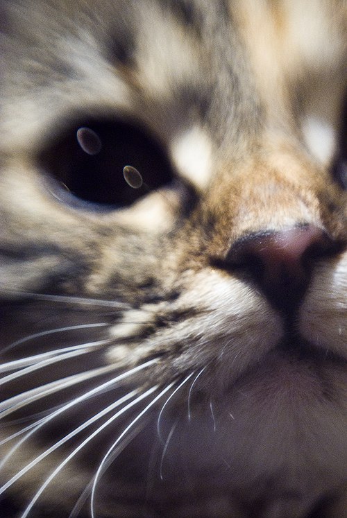 Полина Паркачева | Москва