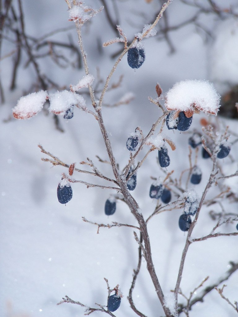 Павел Серкин | Кумора