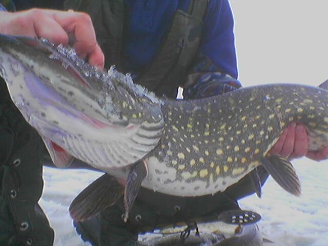 Саша Стригун | Яготин