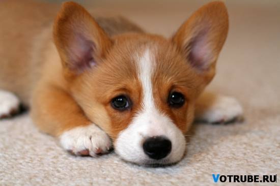 Ольга Древаль | Щелково