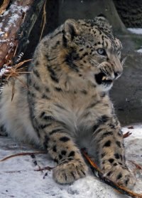 Егор Лоцманов Snowleo | Рязань