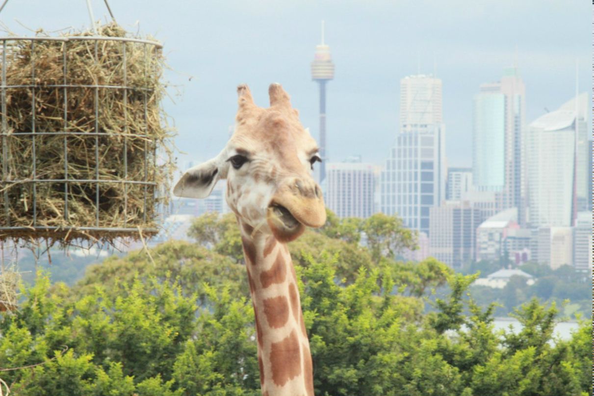 Григорий Балеевский | Москва (деревня)