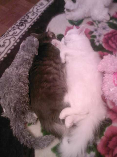 Катюшка Жевагина | 