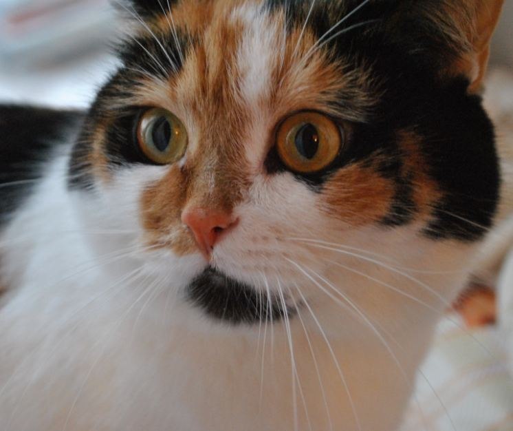 Ирина Ажимова | 