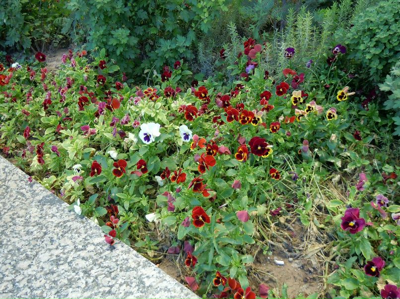 Денис Савенков | 