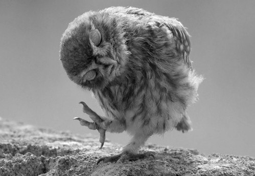 Кольовове Дівчисько | Львов