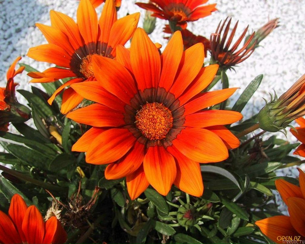 Алла Калинина | Санкт-Петербург