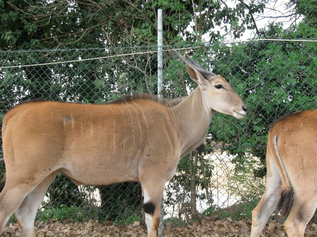 Алёна Чертушкина | Darfo Boario Terme