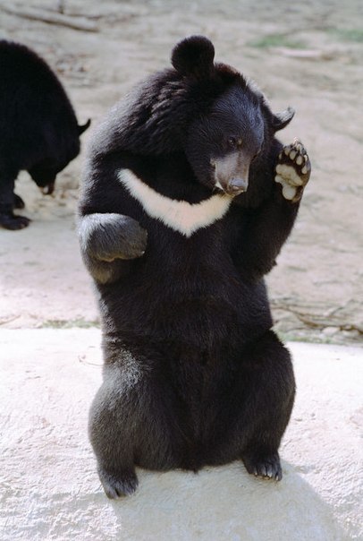 Андрей Козлов | Санкт-Петербург