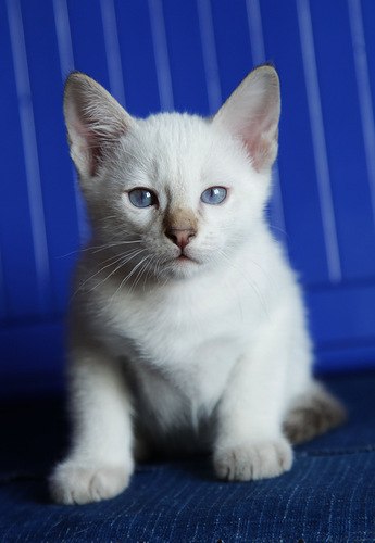 Елена Бажанова | Сертолово