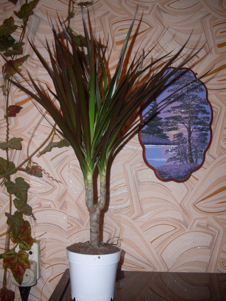 Галина Аверченко | Витебск