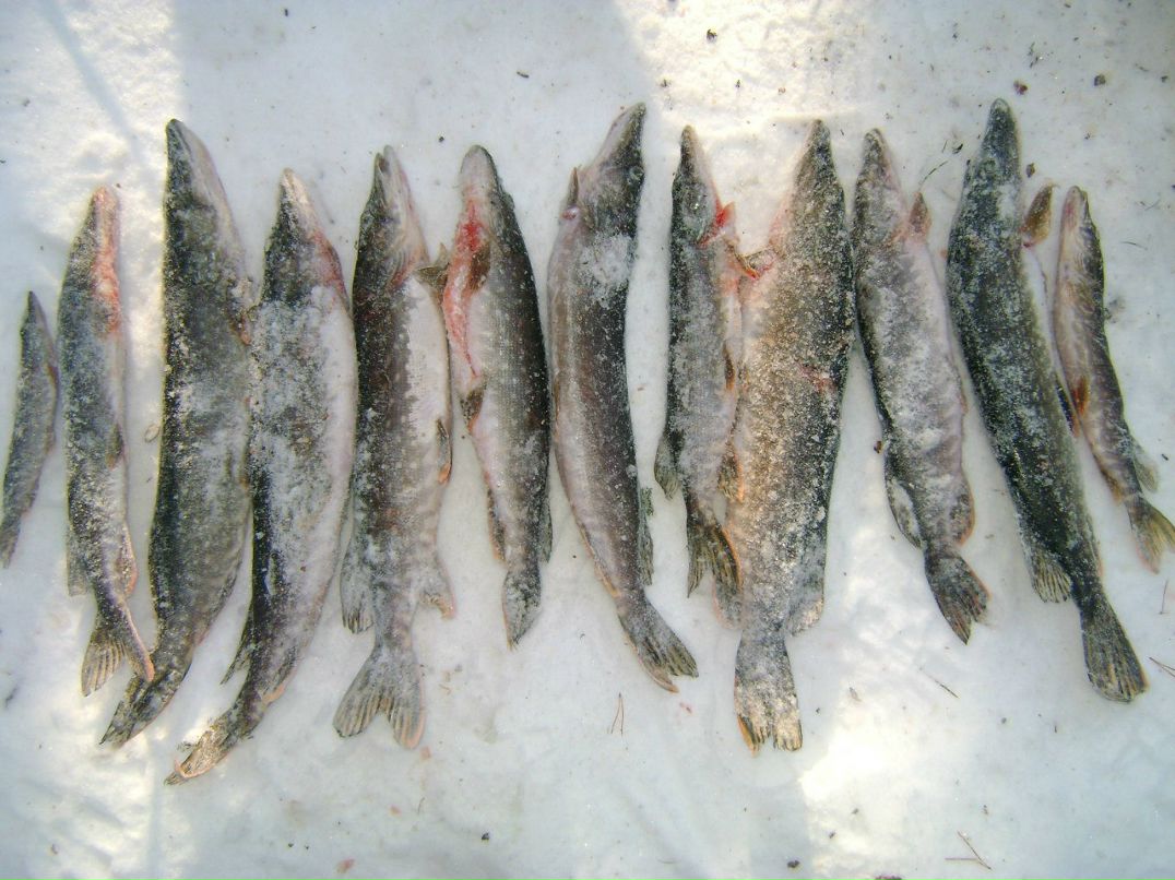 Сергей Новоселов | Северодвинск