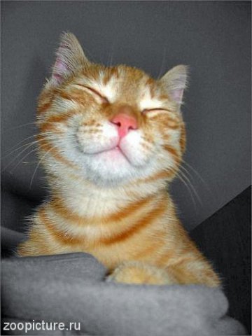 №157, Елена Волкова, Eschweiler №157, Елена Волкова, Eschweiler