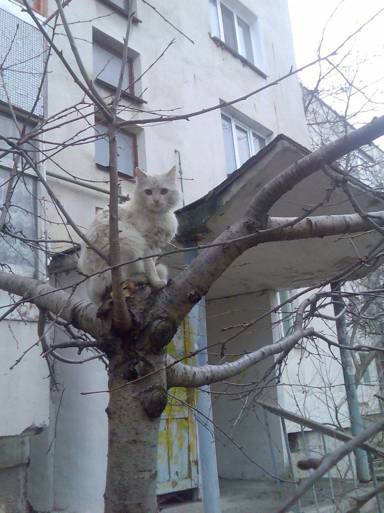 Олег Бациоха | Феодосия