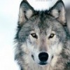 Аватар: Волк The wolf