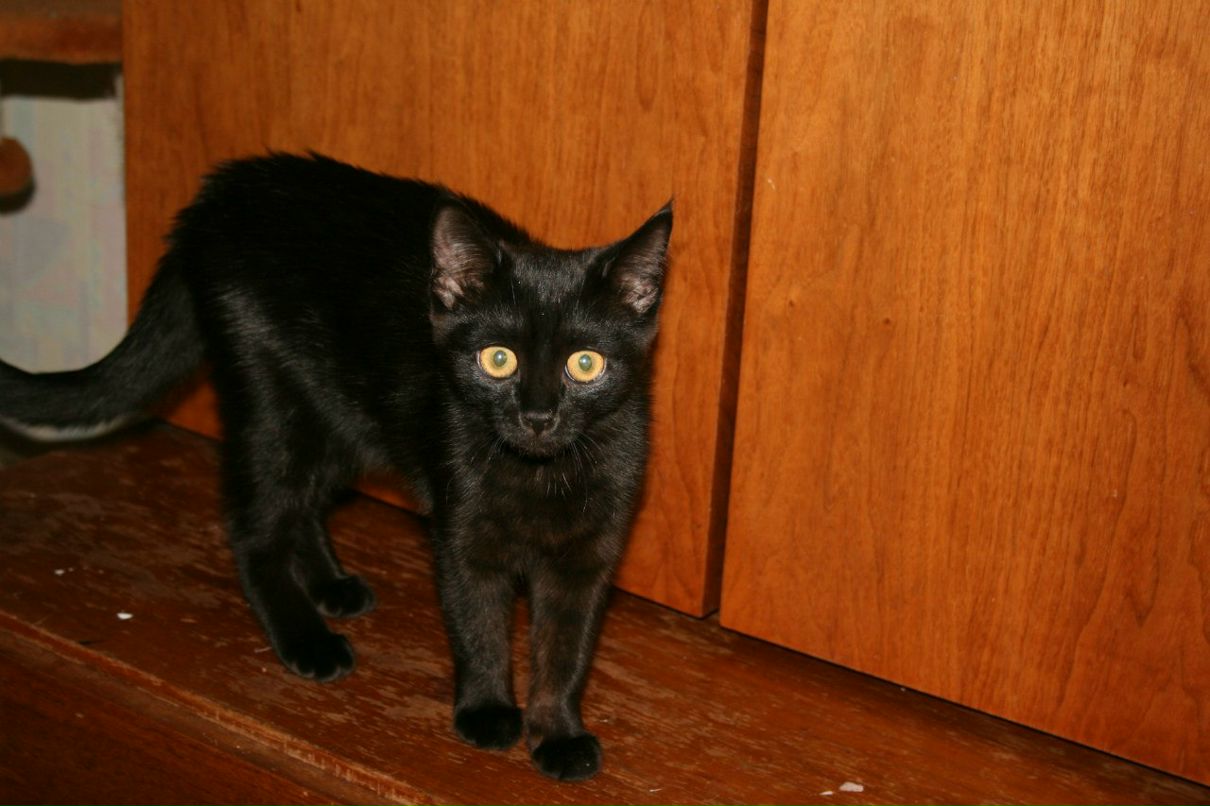 Ира Витковская | Киев