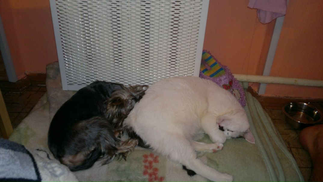 №88, Владимир Пристайчук №88, Владимир Пристайчук