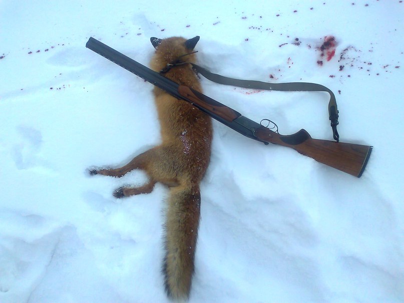 Сергей Темник | Шпола