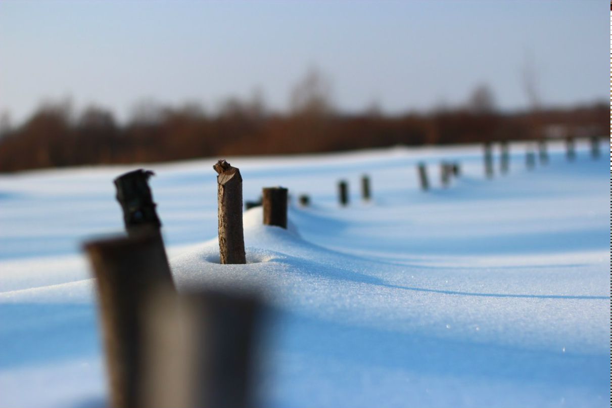 Шурик Абрамов | 