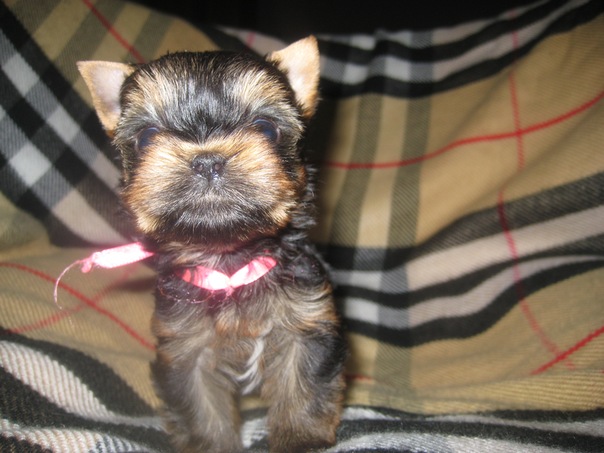 №102, Юлия Липустина, Киев №102, Юлия Липустина, Киев