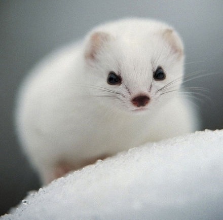 №60, Анна Шиян №60, Анна Шиян