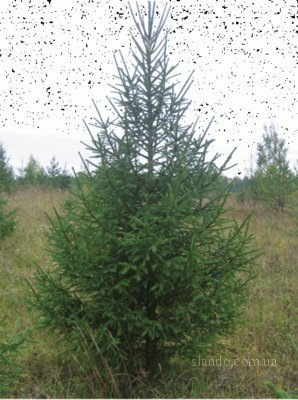 №68, Катерина Моросина, 43 года, Москва №68, Катерина Моросина, 43 года, Москва