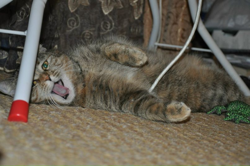 Юлия Петрова | Мытищи