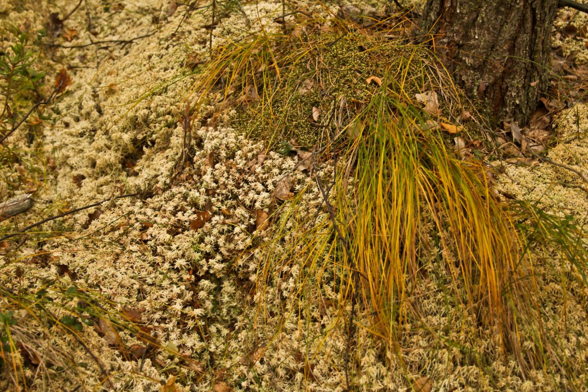 Анна Сорокина | Москва