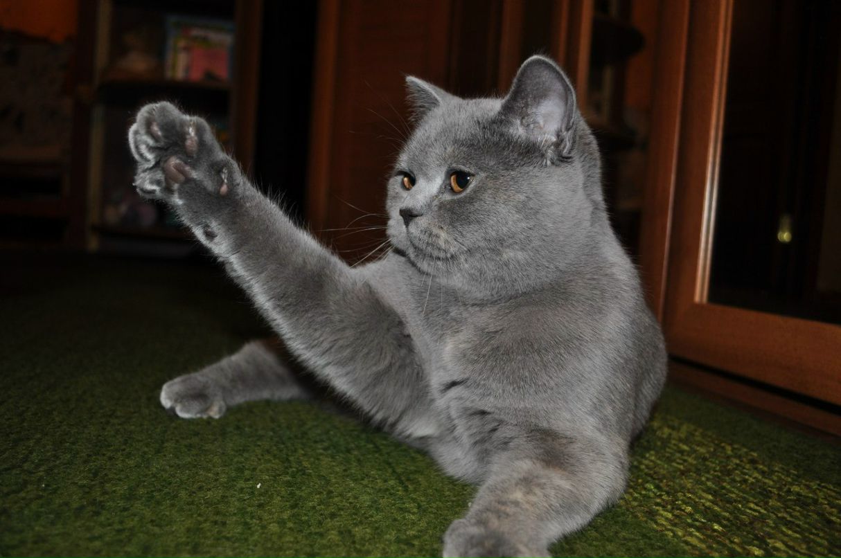 Юлия Андреева | Щелково