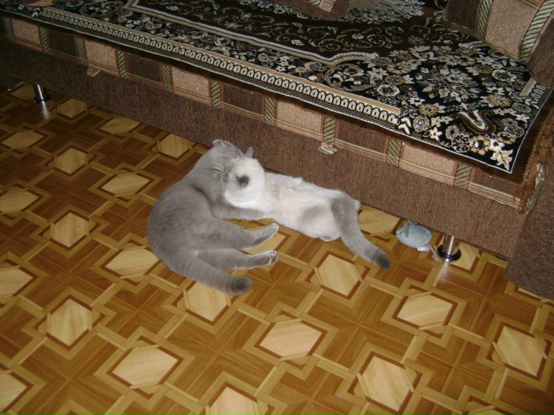 Леночка Забеленко | 