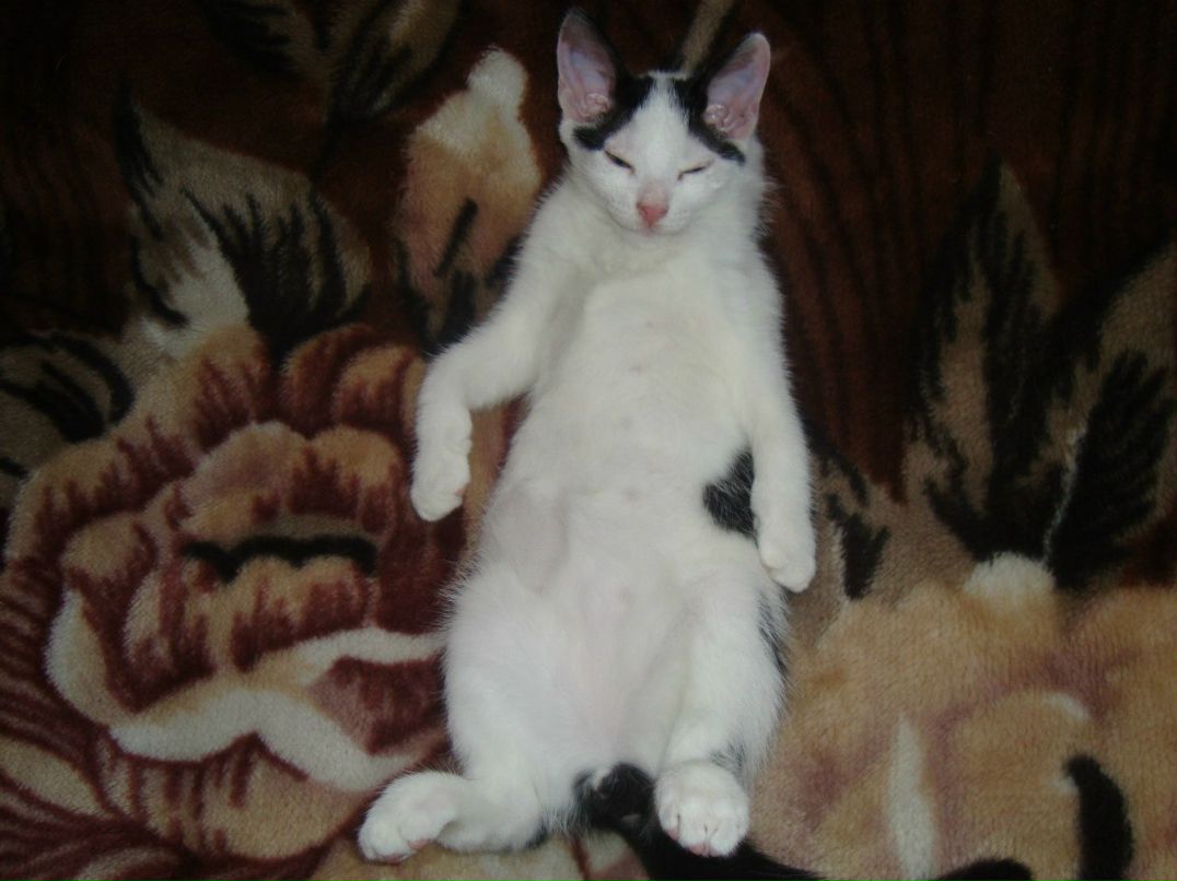 Оксана Дрокова | Санкт-Петербург