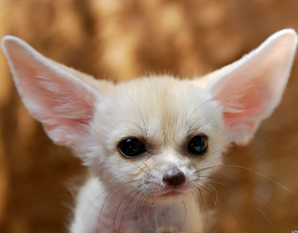 Дмитрий Бист | 