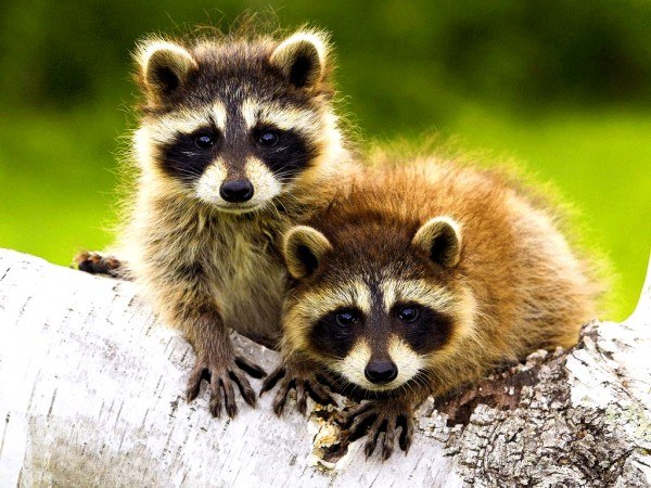 Александр Прохоров Mr. Raccoon | Воронеж